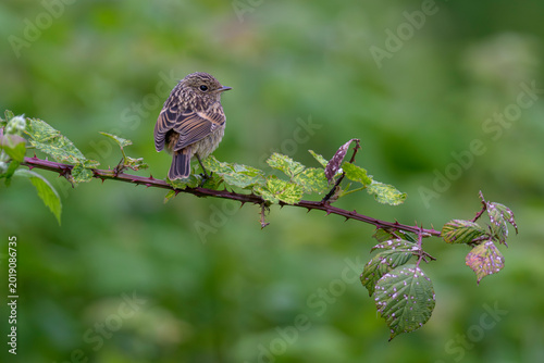 Schwarzkehlchen Saxicola torquata blackthroat