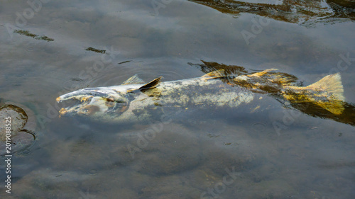 Photos Deceased Chinook Salmon in the American River