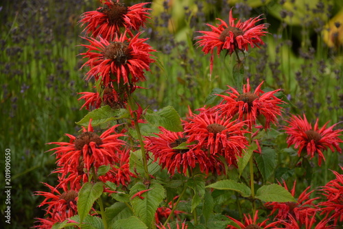 The red flowers of the bergamot plant (Monarda didyma) have tubular petals and a dark center. Used as a tea and spice, it attracts bees