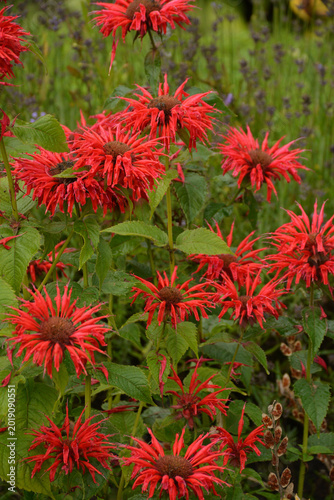 The bee balm (bergamot) plant has red, ruffled flowers with tubular petals. It is used for tea, as a spice, and as an antiseptic.