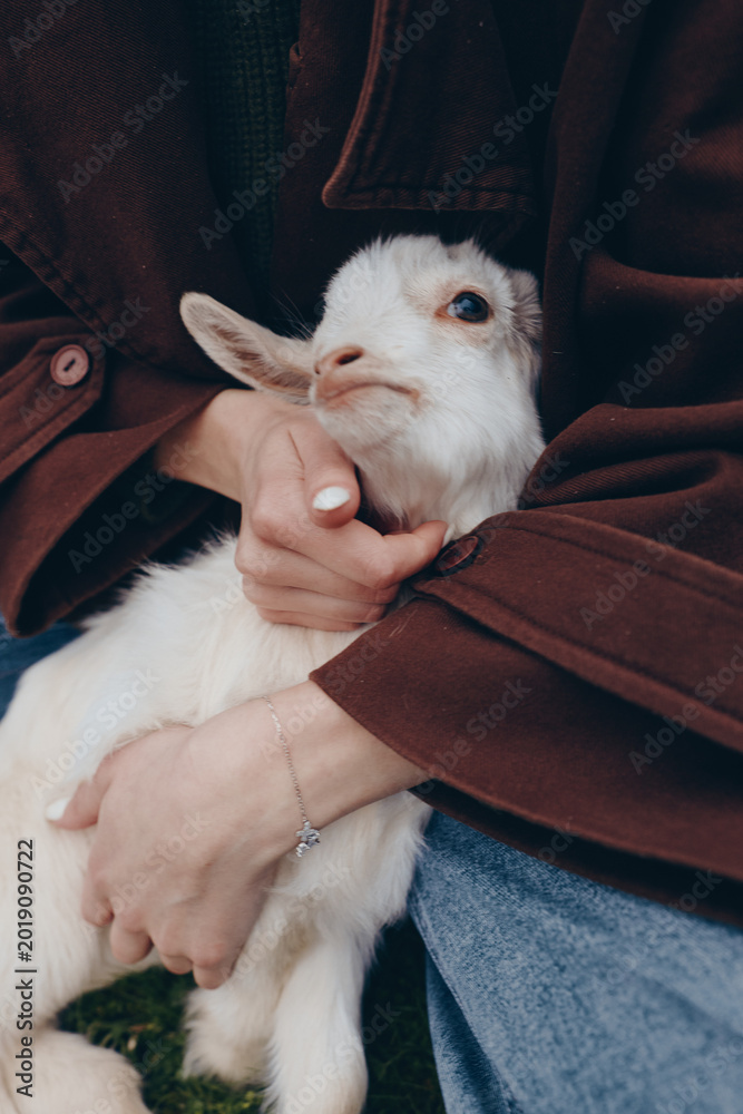 Naklejka premium Wholesome outdoor moment with a human holding a goat kid, an animal lifestyle scene, the person cradling the kid with affection, natural light, soft clothing, calm rural vibe