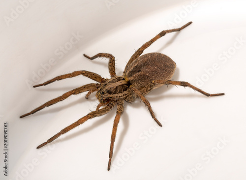 Schilderij op canvas Hogna radiata is a species of wolf spider. Female.