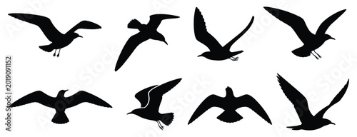 Tableau sur toile Soaring Silhouettes: A flock of gulls gracefully navigate the open air
