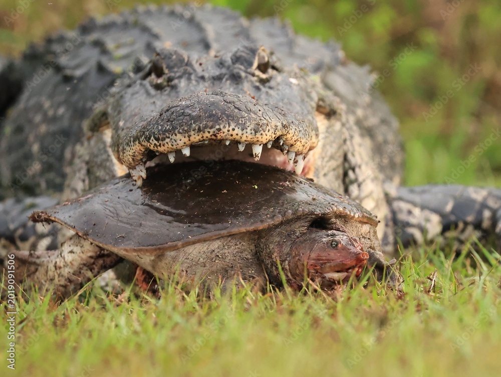Obraz premium American Alligator with Softshell Turtle Prey 