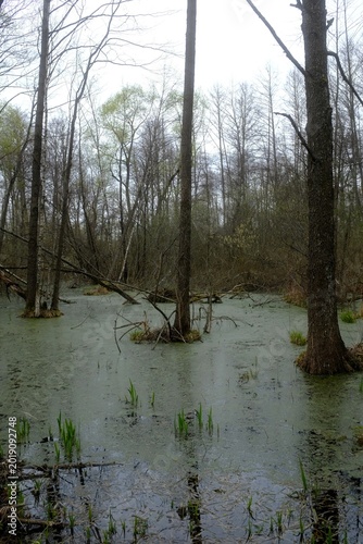 trees on the river