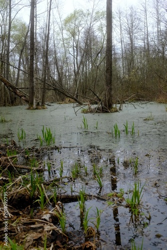 river in the forest