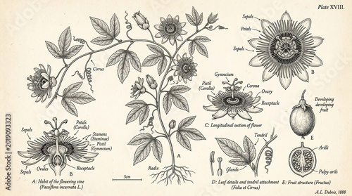 Foto Vintage Scientific Botanical Diagram of Passion Flower Anatomy