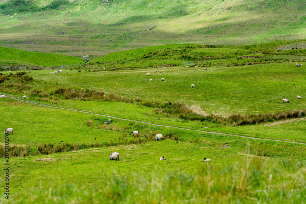 Fototapeta premium Sunlit mountains and green fields spread across the landscape near Killary Fjord in western Ireland. A broad rural panorama of the Connemara and Mayo border region.