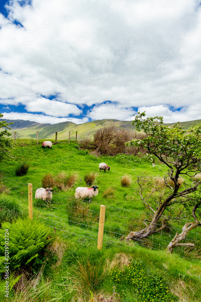 Fototapeta premium Paint marked sheep graze on a lush hillside pasture with mountains in the background in western Ireland. A rural livestock landscape capturing everyday life in the Irish countryside.