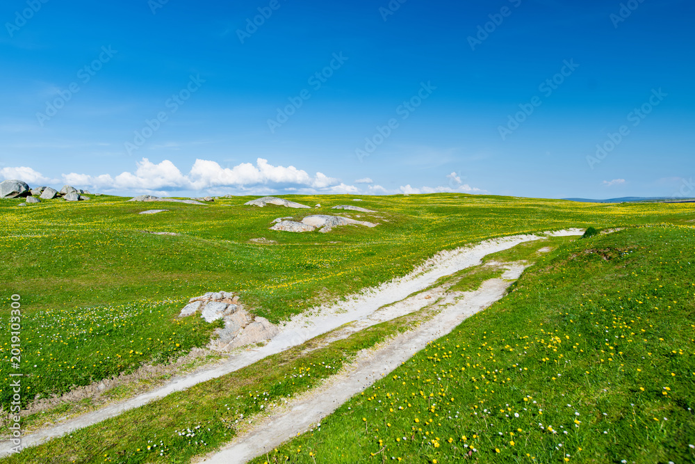 Fototapeta premium Wildflower meadow between Dogs Bay and Gurteen Bay near Roundstone, Connemara, Ireland. Yellow buttercups, green grass and limestone boulders on the Wild Atlantic Way.