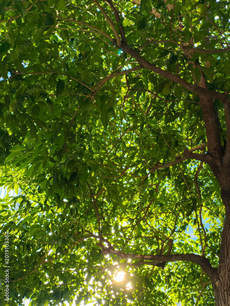 Obraz premium Sunlight Through Green Tree Leaves and Branches