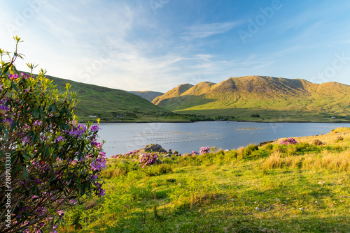 Killary Fjord at sunset near Leenane on the Galway Mayo border, Ireland. Pink rhododendrons frame Irelands only fjord in the wild Connemara landscape.