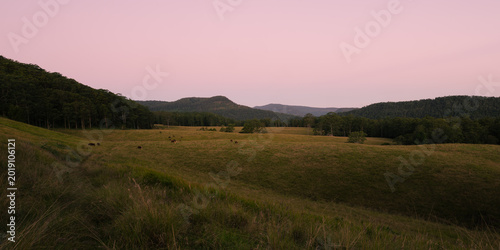 Pink sunset over rolling hills with grazing cattle in Australian countryside