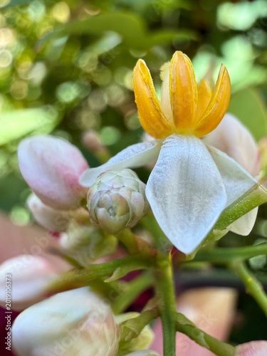 Εκτύπωση καμβά Extreme macro of Nandina domestica flower with white petals and yellow anthers i