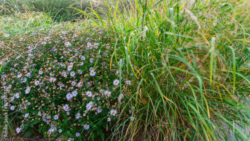 Fotografie Tranquil Scene of Vibrant White Flowers and Fresh Green Grass in Beautiful Park