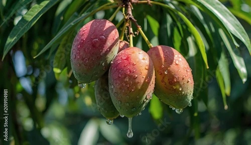 Glistening under the sunlight, a cluster of ripe red and green mangoes hangs from a lush tree branch created with generative ai