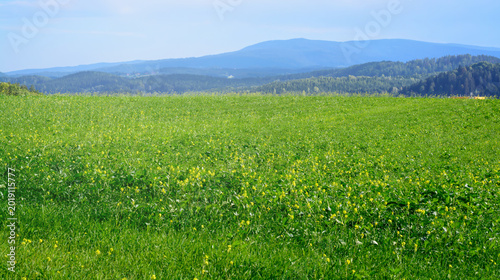 Summer view of a rapeseed field with yellow flowers