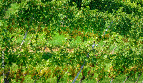 A view of ripening grapes in summer
