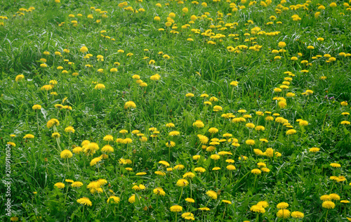 View of blooming yellow dandelions