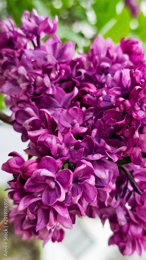Obraz premium Close-up of a blooming lilac branch