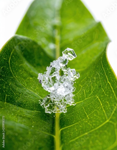 Macro closeup of clear salt crystals resting on a vibrant green tropical leaf with visible veins and organic texture
