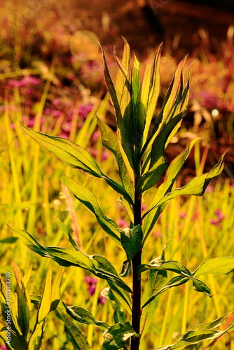 草