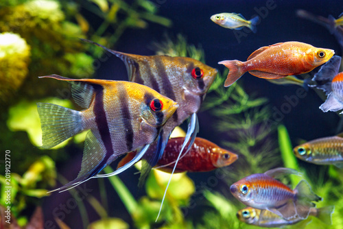 Beautiful green tropical freshwater aquarium with fish, zebra angelfish and Pterophyllum angelfish, Congo tetra (Phenacogrammus interruptus), Melanothenia fish and aquatic plants.