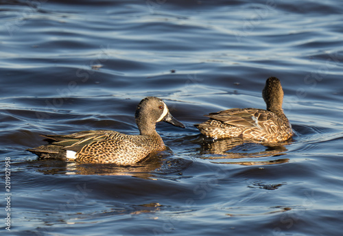 Slika na platnu Blue Winged Teal Pair