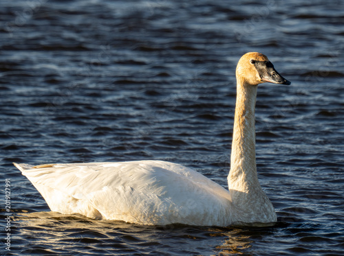 Foto Trumpeter Swan