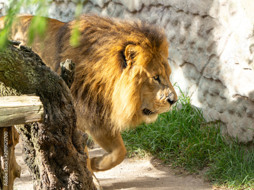 Canvas Print The caged lion, wild animals in captivity