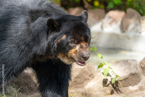 Foto Endangered species: the spectacled bear.