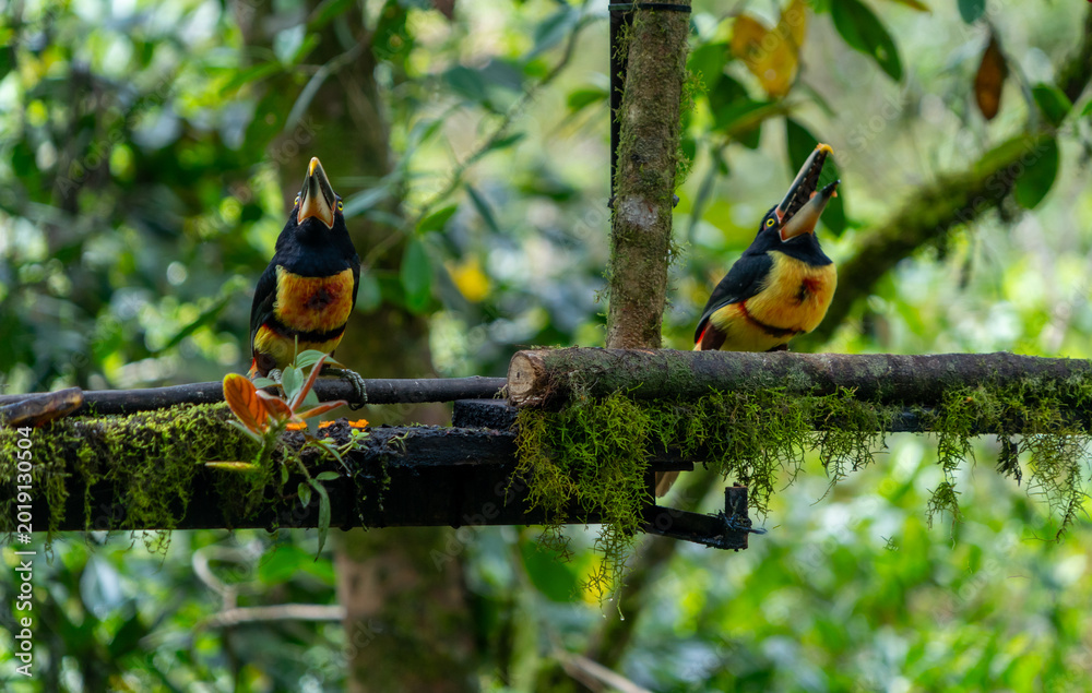 Fototapeta premium A pair of toucans in captivity, on display at the zoo