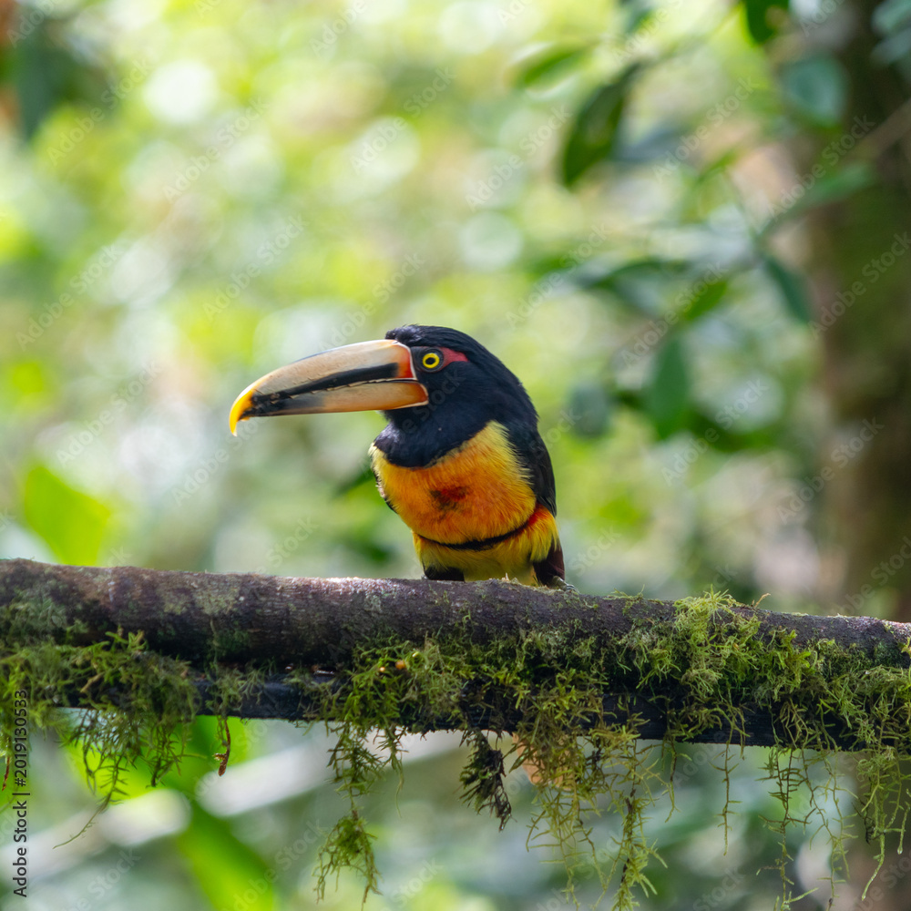 Fototapeta premium A pair of toucans in captivity, on display at the zoo