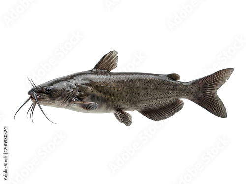 A detailed studio shot of a live channel catfish with its distinctive barbels, isolated on a clean white background, showcasing its natural gray and brown mottled pattern.