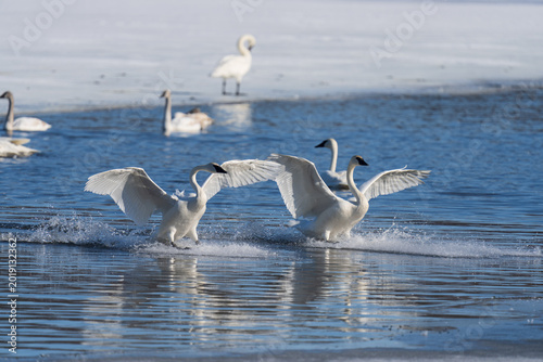 Schilderij op canvas Trumpeter Swans