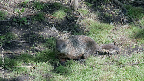 Slika na platnu Groundhog standing on grass looking forward in nature