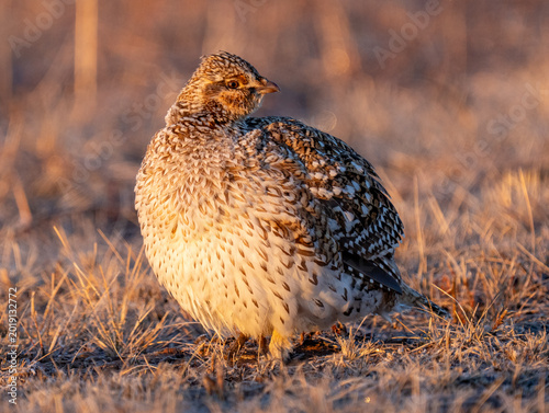 Foto Sharp tailed grouse