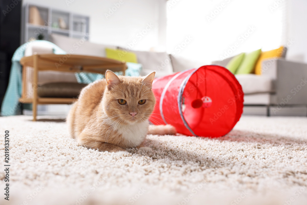 Fototapeta premium Cute cat resting on carpet and toy tunnel at home