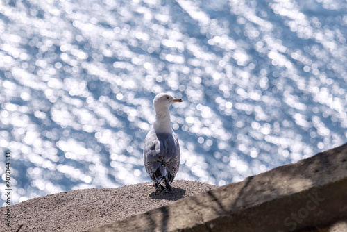 Foto Seagull bird standing on rocks overlooking sparkling sea