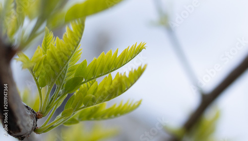 Fresh young green leaves on a tree branch in early spring with soft bokeh background.