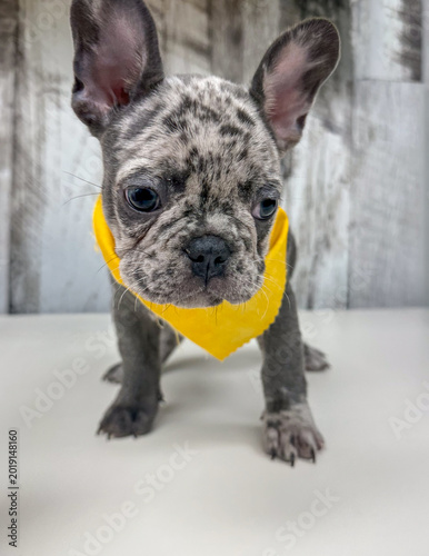 Tiny but Mighty