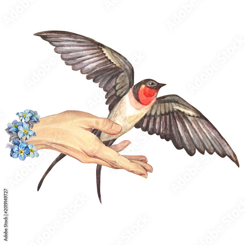 Canvas Print Watercolor flying swallow in hand with flower forget-me-not isolated on white background