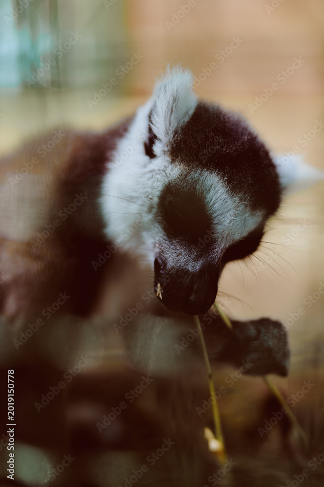 Fototapeta premium Lemur animal wildlife closeup feeding portrait primate mammal captured eating a leaf on a branch, soft fur and expressive face in warm light for nature study and zoo photography.
