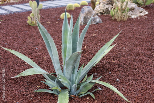 Tableau sur toile agave plant in the cactus garden