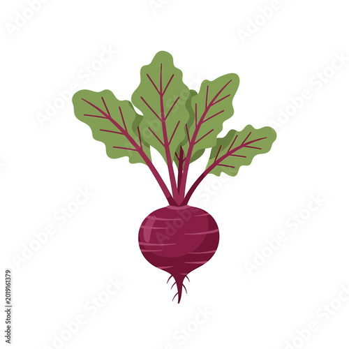Whole purple beetroot vegetable with fresh green leaves