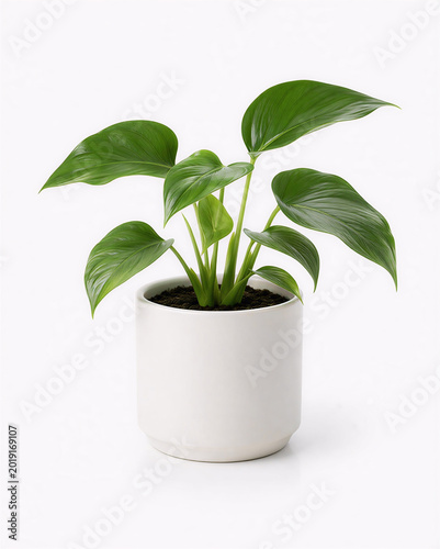 Small Indoor Potted Plant Isolated on White Background Minimal Decor