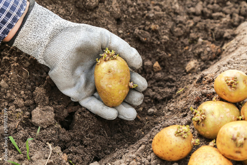 Farmer hand in glove planting seed potatoes with sprouts close up macro in soil ground in garden. Growing organic yellow potato vegetables