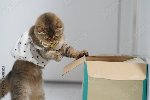 Tablou pe pânză Cat brown fur white shirt polka dot standing cardboard box curious playful domes