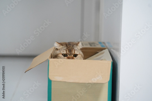 Foto Cat box curious playful brown indoor pet animal hiding whisker feline cute alert