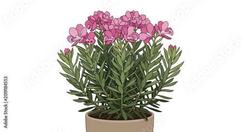Blooming pink flowering shrub in a ceramic pot
